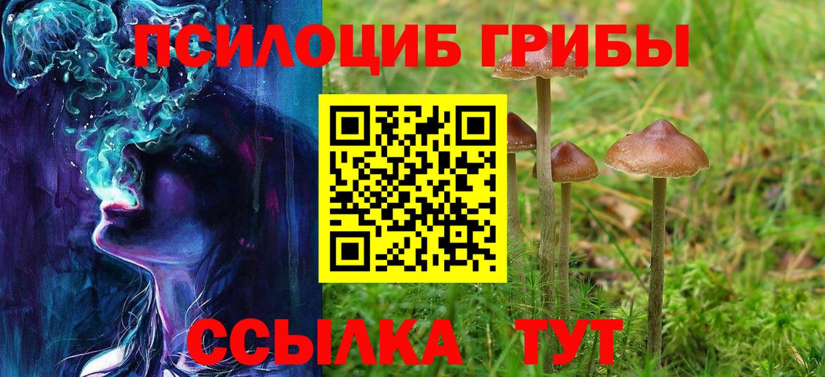 Псилоцибиновые грибы Psilocybe Чайковский